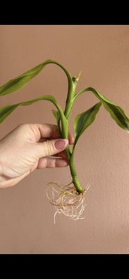 Dracaena Sanderiana Gold | Dracaena Gold | Dracaena Sanderiana | cutting  rooted | eBay