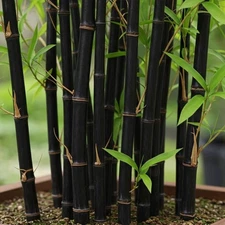 100+ Black Bamboo Seeds – Bonsai, Garden & Home Decoration, Cold Resistant, USA