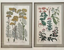 Pair Sir John Hill, Royal Gardener To Queen Charlotte, 18th C. Framed Botanicals