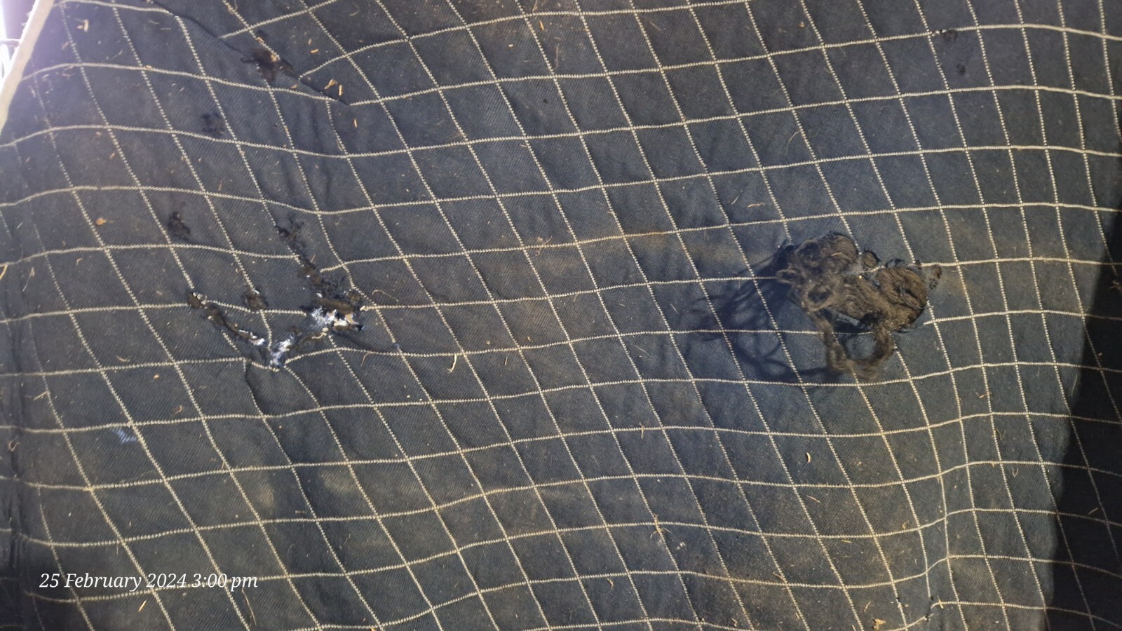 6 horse Rugs Joblot Includes Postage (FALPRO/COLIN COOK/RAMBO/SHIRES