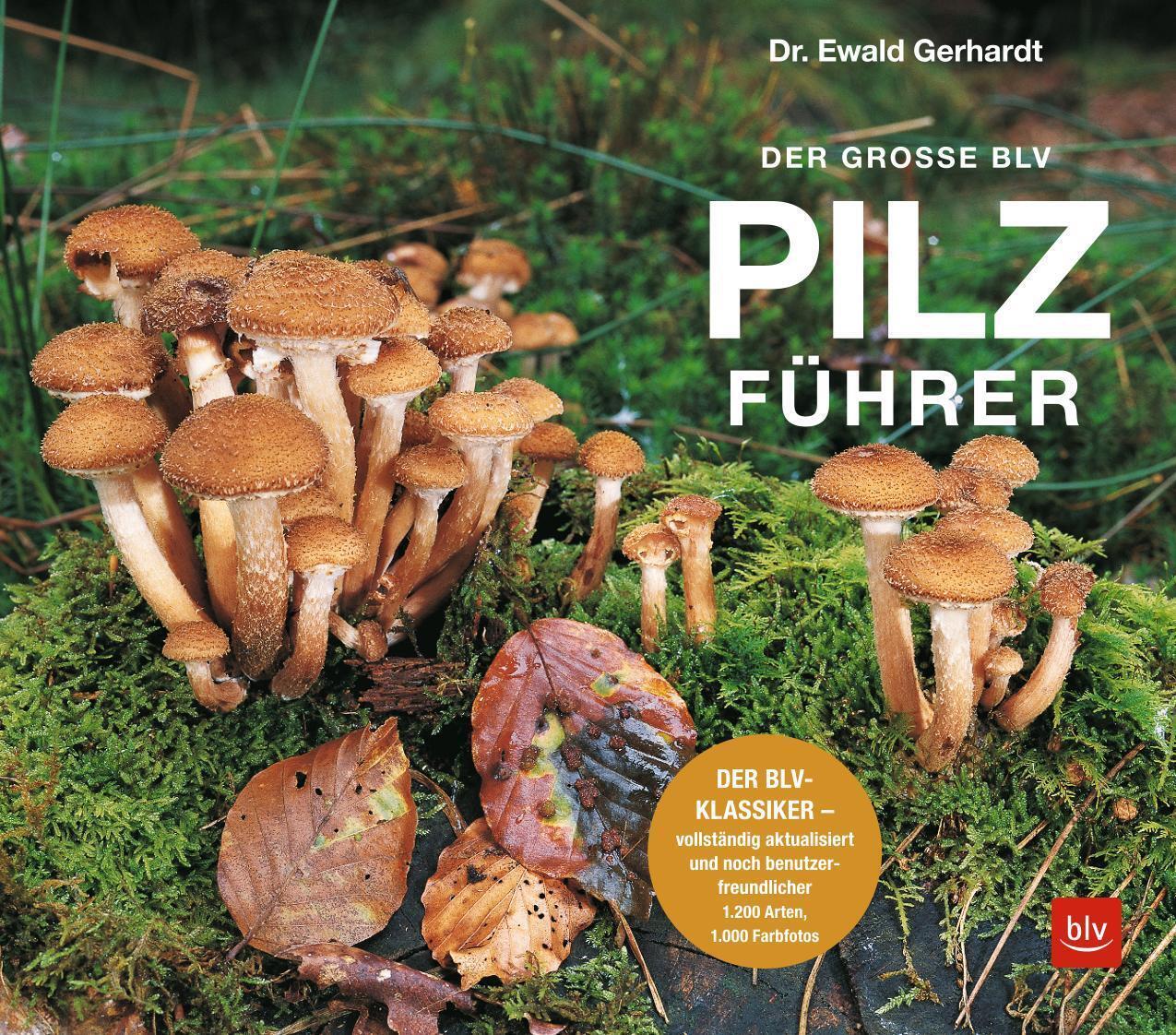 Thumbnail - Der Große Blv Pilzführer Ewald Gerhardt Taschenbuch 736 S. Deutsch