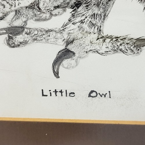Original Ink Drawing Little Owl Nicely Detailed Framed and Signed - Picture 7 of 10