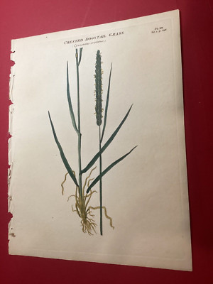 R.W. Dickson Hand Colored Botanical Flower Original 1805 Crested Dogstail Grass