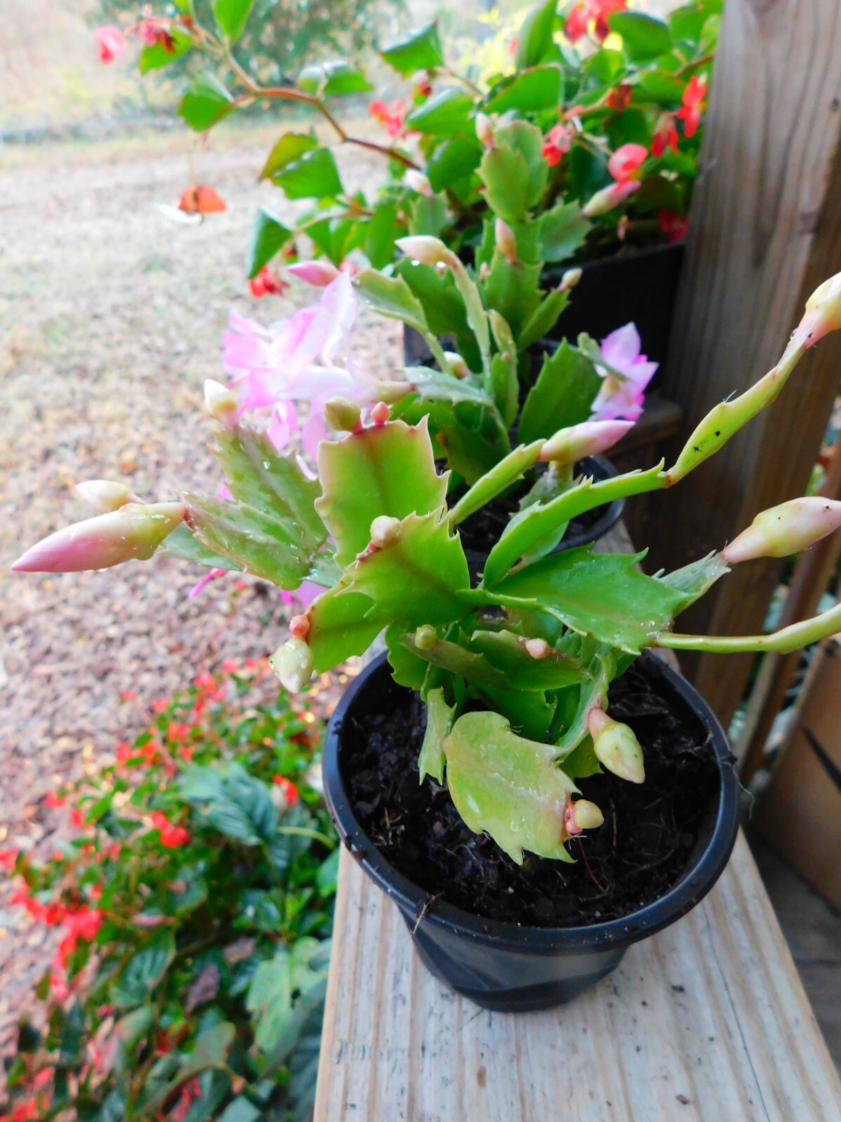 Thor Eliza Thanksgiving Cactus 4" Pot Schlumbergera Hybrid Christmas