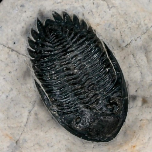 1.9" Metacanthina Issoumourensis Trilobite Fossil Devonian Age 400 Mil Yrs Old - Imagen 4 de 7