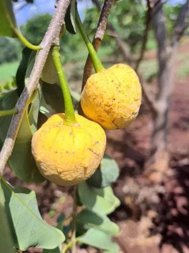 Annona emarginata - HUGE