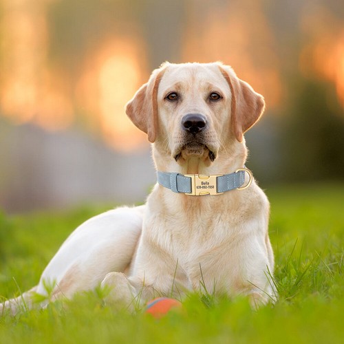 Personalised Dog Collar Small Medium Large Engraved ID Tag Name Quick Release - Picture 18 of 23