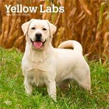 Yellow Labrador Retrievers | 2026 12x24" (Hanging) Wall Calendar | Plastic-Free