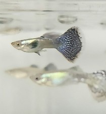 Purple Dragon Guppies Male/Female