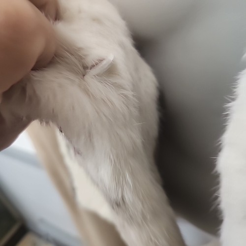 Genuine Rabbit Fur Jacket Women’s Med Rosleen Vintage White/Black/Gray 2 Pockets - Picture 5 of 15