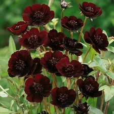 200+ Chocolate Cosmos Seeds for Garden Planting - USA - FREE SHIPPING!
