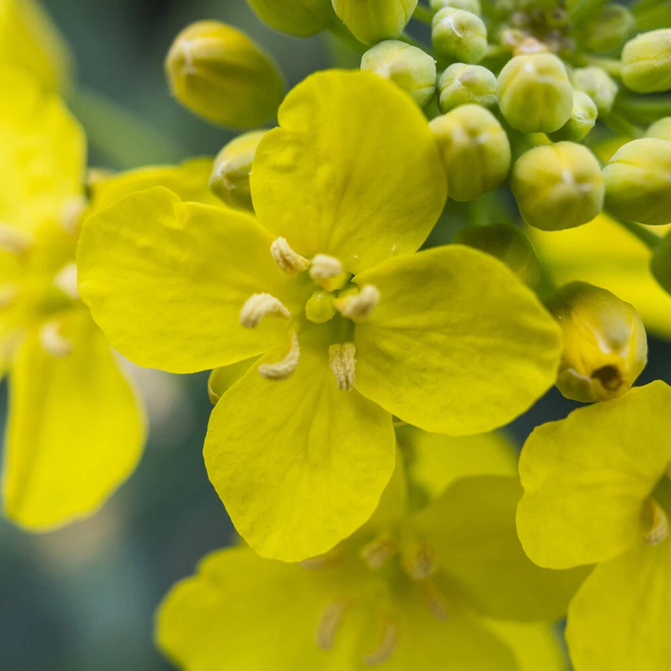 (2,20€/1kg) 10 kg Raps Rapssamen Gereinigt Rapssaat Rapskissen Kissen Wärmekisse - Bild 4 von 4