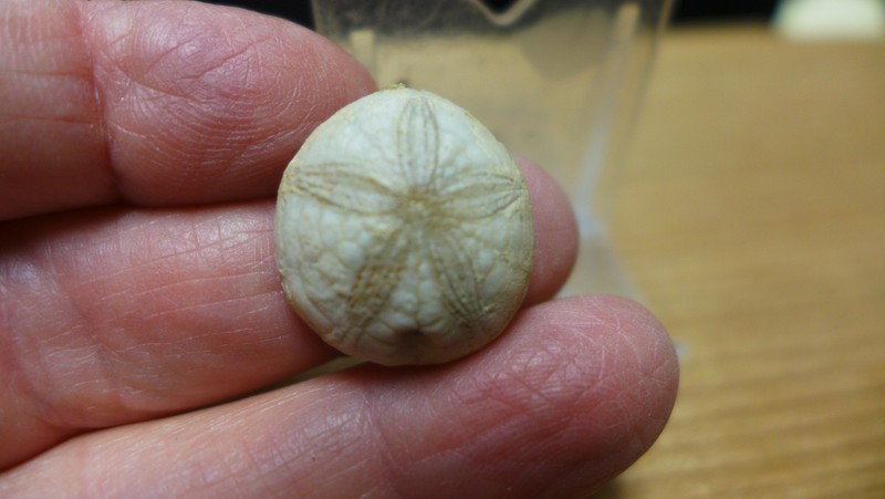 GEOLOGICAL ENTERPRISES Cretaceous fossil echinoid Hardouinia bassleri Alabama