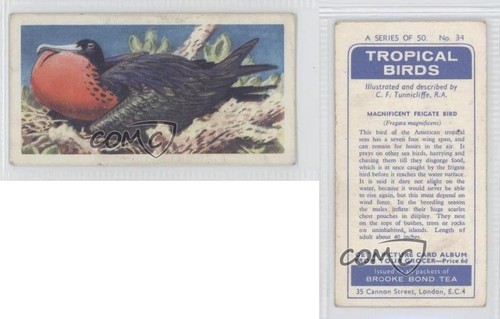 1961 Brooke Bond Tropical Birds Tea Magnificent Frigate Bird #34 0f8 - Picture 3 of 3