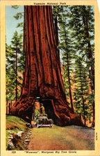 Yosemite Wawona Mariposa Big Tree Old Car Driving Through c1934 Linen Postcard