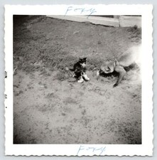 1966 Photo Of A Fox On A Leash And A Kitten Black And White