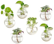 Wall Hanging Glass Planter Propagation Station - 6 Pack Oblate Globe Wall-Mou...