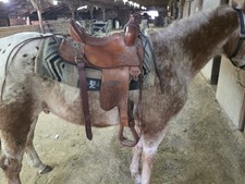 Tucker Trail Saddle 16 Seat Super Comfortable