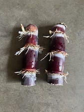 2 Rooted Dark Purple Sugarcane Cutting Sweet And Juicy Ready To Plant
