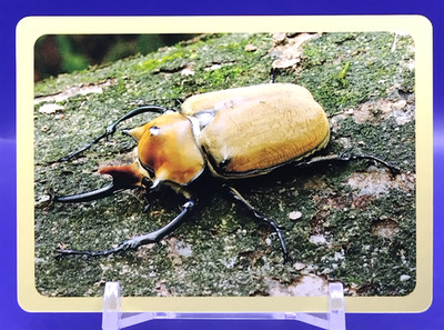 Megasoma Elephas/Nashorn/Hirschkäfer Karte Lernen Pädagogisch DAISO Japanisch