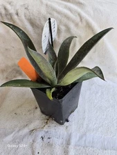 1 Large MANGAVE -  MISSION TO MARS..as pictured SALE