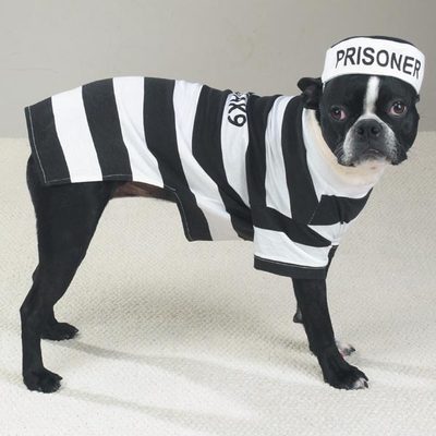 Casual Canine PRISON POOCH Dog Costume Hat Easy-On Easy-Off Pullover Style X-SM