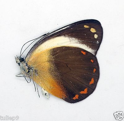 DELIAS ISSE ISSE unmounted butterfly