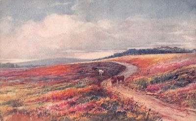TUCK TOPIGRAPHICAL POSTCARD DEVON  GOOD PLUS VERY GOOD