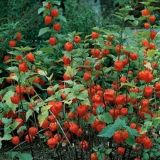 25 Chinese Lantern Seeds Physalis Alkekengi Hardy Perennial Easy exotic