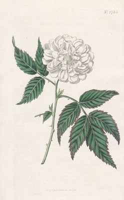 Rubus Rosaefolius East-Indies Botany Botanik engraving Kupferstich Curtis 1783