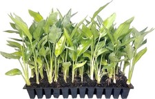 Bird of Paradise Yellow 2 Inch Strelitzia reginae Low Maintenance Hardy