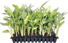 Bird of Paradise Yellow | 2 Inch | Strelitzia reginae | Low Maintenance | Hardy