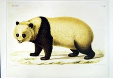 Original Old Vintage Print C1990 Mammals Giant Panda Ailuropus Melanoleucus