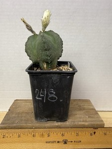Astrophytum myriostigma quadricostatum nudum #248 Flowering Size Rare Cactus