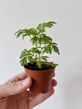 Sweet Wormwood Live Plant - Artemisia Annua 6cm Plug –