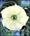 One Hundred Flowers by Georgia O'Keeffe (B&N Books)