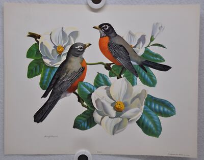 Robin on Magnolia Rudolf Freund Birds Lithograph Art Print 11 x 14