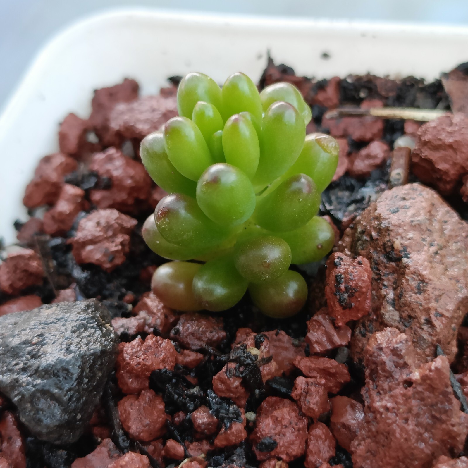 Picture 3 of 5