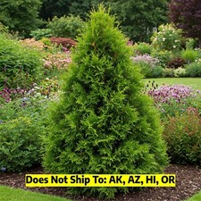 Thuja Green Giant Tree Outdoor Evergreen Potted Live 6-7 Ft Tall Jumbo 10 Pack