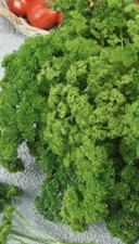 Forest Green Parsley Seeds | NON-GMO | Heirloom | Garden Seeds (500 seeds)