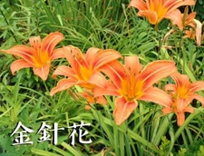 Orange Daylily, Edible Flower, Hemerocallis Fulva 金針花 One Live Starter Plant