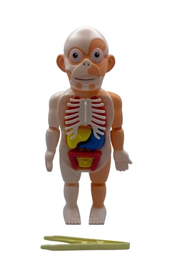 Science Kit 3D Human Body Anatomy Model Learning Educational Puzzle Toys