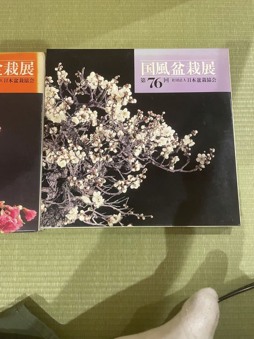 国風盆栽展 66 74 76回 国風盆栽展 66 74 76回 国風盆栽展 66 74 76回 国風盆栽展 66 74