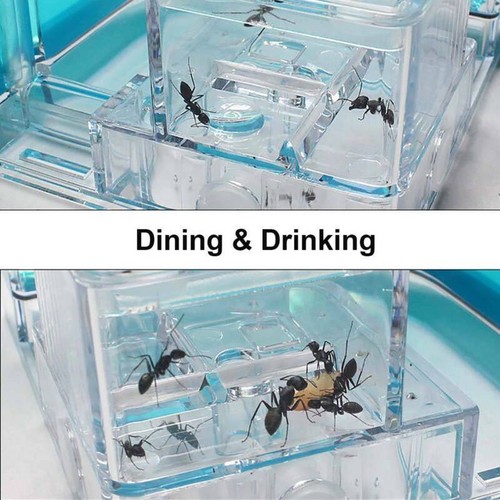 Ant Farm Box Home for Kids Study of Clony Behavior Ant Nest Farm Insect House - Picture 6 of 13