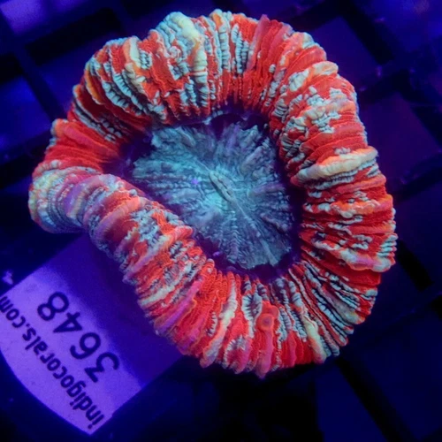 ULTRA Red Trachy Small 1.5" WYSIWYG - Indigo Corals - IC 3648 - Trachyphyllia