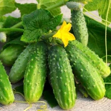 Cucumber seёds, 50 HERMES F1 cucumber seёds, organic cucumber SW1147+TRACK