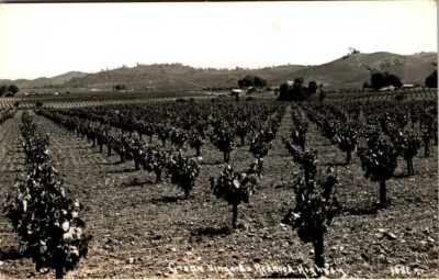 RPPC Postcard Grape Vineyard Redwood Highway California UNP