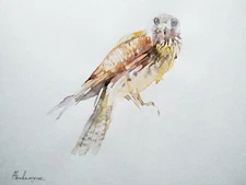 Falcon, Birds, Watercolor artwork, Handmade, Original painting on paper