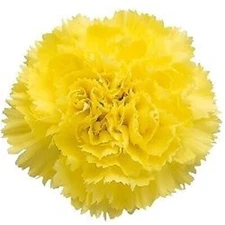 Enhanced Yellow Giant Carnation 75 Seeds - Fresh Seeds Seeds