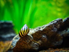Zebra Nerite Snail  Freshater Aquarium Snails